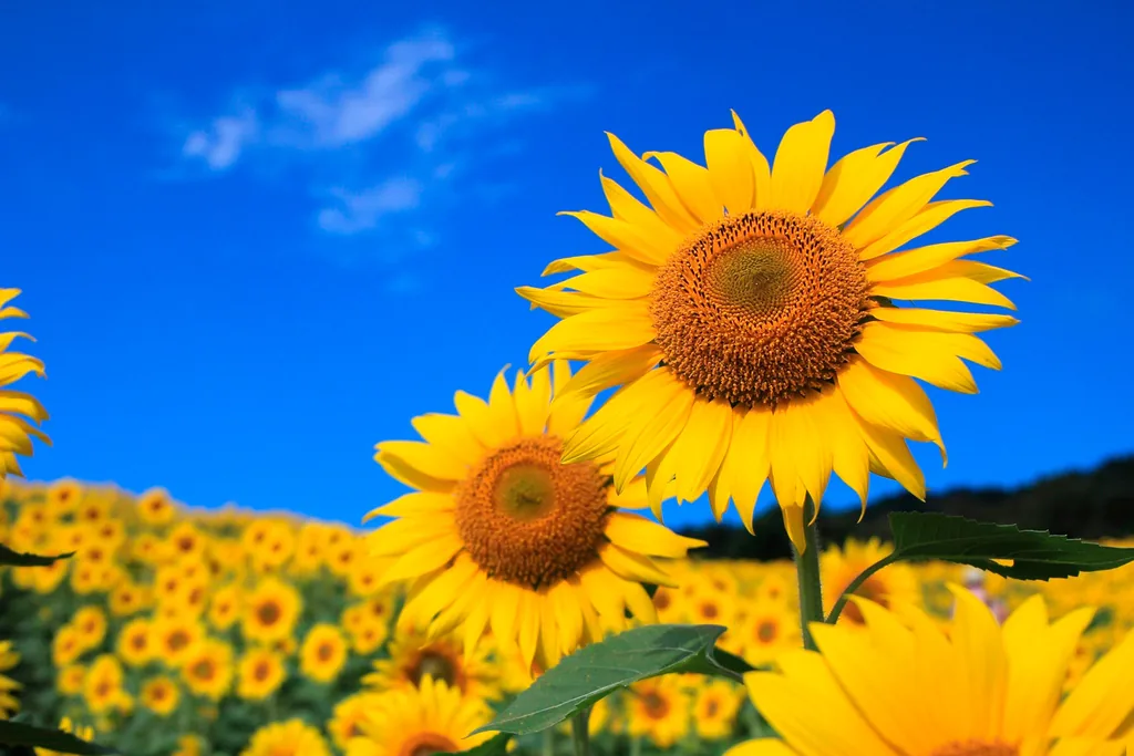 Sunflowers beneath a blue Ukrainian sky